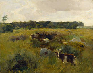 Goats in Field