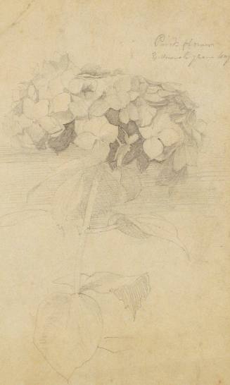 Drawing (f) [Study of Hydrangeas]