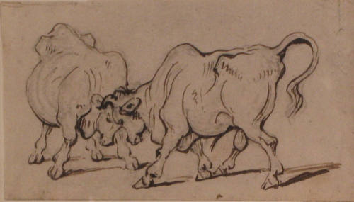 Study of Cattle