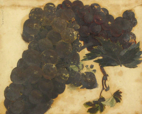 Study of Grapes